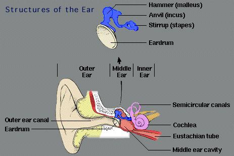 Structures of the Ear