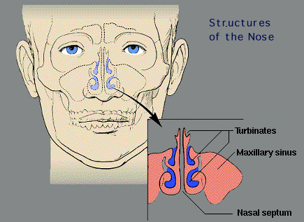 Structures of the Nose