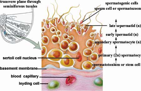 seminiferous tubules icon