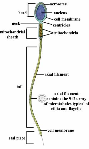 animal cell undergoing mitosis. animal cell undergoing mitosis